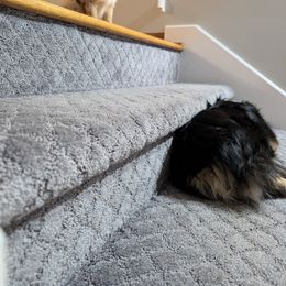 Miniature American Shepherd and Miniature Australian Shepherd Puppies from Trailside Mini Aussies