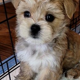 Maltese and Morkie Puppies from K and E Small Breed Puppies