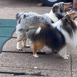 Shetland Sheepdogs from Double Dare Shelties
