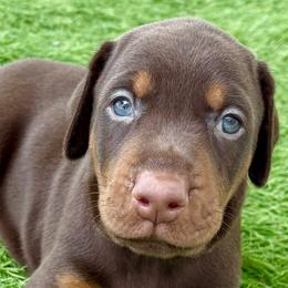 Oberon by Devoted - Red and rust male Doberman Pinscher puppy in Key Largo, Florida from Devoted Doberman