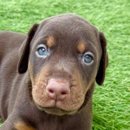 Oberon by Devoted - Red and rust male Doberman Pinscher puppy in Key Largo, Florida from Devoted Doberman