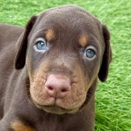 Oberon by Devoted - Red and rust male Doberman Pinscher puppy in Key Largo, Florida from Devoted Doberman