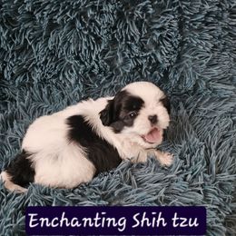 AKC MILO - Tricolor male Shih Tzu puppy in Dexter, Kentucky from Enchanting Shih tzu