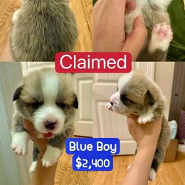 Pembroke Welsh Corgi Puppies from Feathers' Corgis with Tails