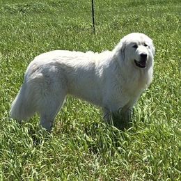 Nellie - Great Pyrenees