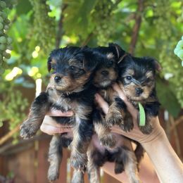 Yorkshire Terrier Puppies from Angelica's Yorkshire Terriers