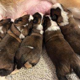 Yellow - Brown and white female Saint Bernard puppy in Wellington, Colorado from Thunder Keg St. Bernards