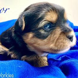 Tenor - Black and tan male Yorkshire Terrier puppy in Galesburg, Illinois from Sunny Sky Yorkies