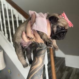 Bulldog and Pug Puppies from Love that bulldog lewter family