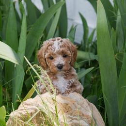 Rosalina - Apricot female Golden Aussiedoodle puppy in Hyrum, Utah from Goldendoodledoo Farms
