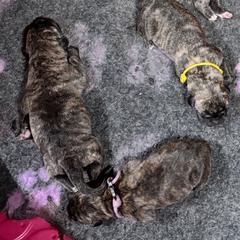Male 2 - Tiger male Perro de Presa Canario puppy in Pocahontas, Illinois from Cabeza Grande Kennel