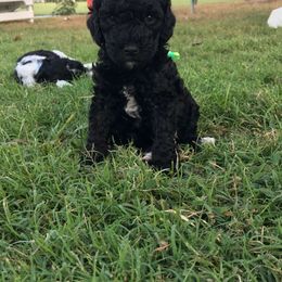 English Springer Spaniel and Springerdoodle Puppies from AVE Springer Spaniels