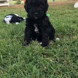 English Springer Spaniel and Springerdoodle Puppies from AVE Springer Spaniels