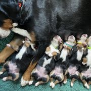 Greater Swiss Mountain Dog Puppies from Legacy Creek