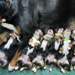 Greater Swiss Mountain Dog Puppies from Legacy Creek