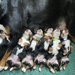 Greater Swiss Mountain Dog Puppies from Legacy Creek