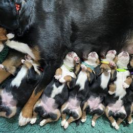 Greater Swiss Mountain Dog Puppies from Legacy Creek