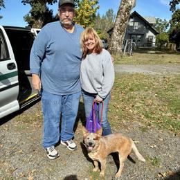 L64-05 6pk Big Red - Red speckled male Australian Cattle Dog puppy in Sheridan, Oregon from 6pk Cattledogs