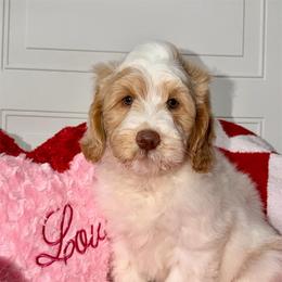 Russell - male Australian Labradoodle puppy in Beecher, Illinois from Erica’s Doodles