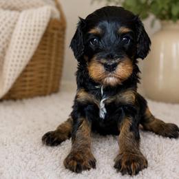 Lacey - Tri-color female Cavapoo puppy in Yuciapa, California from AlltheDoodlez_