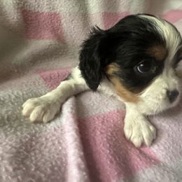 Cavalier King Charles Spaniel Puppies from Dawson’s Creek Breeding