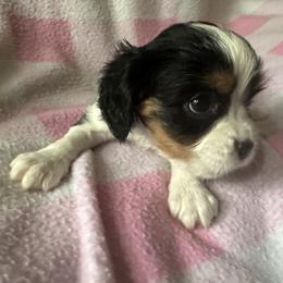 Cavalier King Charles Spaniel Puppies from Dawson’s Creek Breeding