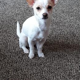 Chihuahuas from Stacey Scott's Chihuahuas