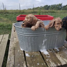 Labradoodle Puppies from Sakura Pups