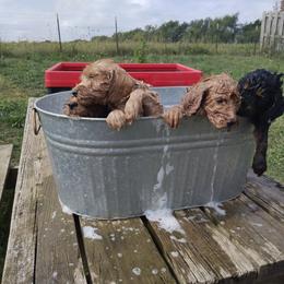 Labradoodle Puppies from Sakura Pups