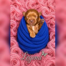 Legend - Ruby male Cavalier King Charles Spaniel puppy in Mayo, Florida from Kingston’s Cavaliers