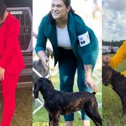 Boykin Spaniels and English Springer Spaniels from 31 Pines Kennels