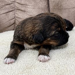King - Sable male Bernedoodle puppy in Holden, Missouri from Mid-West Bernedoodles