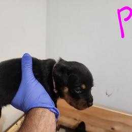 Pink girl - Black and tan female Rottweiler puppy in San Antonio, Texas from Angel Rottweilers
