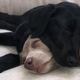 Dilute Retrievers and Labrador Retrievers from Longleaf Labradors