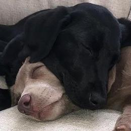 Dilute Retrievers and Labrador Retrievers from Longleaf Labradors
