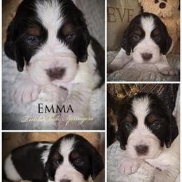 Girl 3 'Emma' - Liver white and tan female English Springer Spaniel puppy in Silverdale, Washington from TimberVale Springers