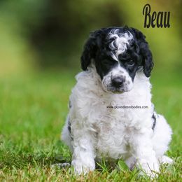 Beau Moyen - Parti male Poodle puppy in Saint Cloud, Minnesota from Grace Kennel