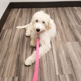 Lucy - Goldendoodle