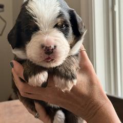 Teal - Black rust and white male Bernese Mountain Dog puppy in Holland, New York from Must B Buffalo Berners