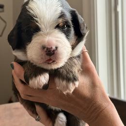 Teal - Black rust and white male Bernese Mountain Dog puppy in Holland, New York from Must B Buffalo Berners