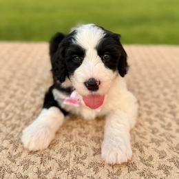 Ewe Betcha - Black and white female Sheepadoodle puppy in Adams, Nebraska from Boxcar Doodles and Poodles
