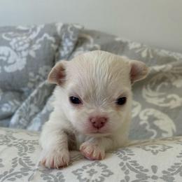 Tucker - Cream male Chihuahua puppy in Menifee, California from Lane’s Little Long Coats
