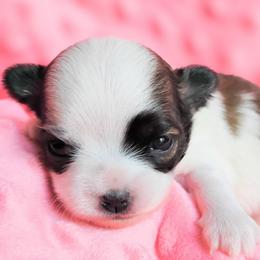 Stormy - Black and tan female Chihuahua puppy in Wayland, Michigan from MI Chihuahua