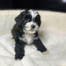Jackson - Gold and white male Shihpoo puppy in Boston, Massachusetts from London's puppies