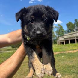 Banjo, Green Collar Male - Black and tan male German Shepherd puppy in Milan, Illinois from Stonewick German Shepherds