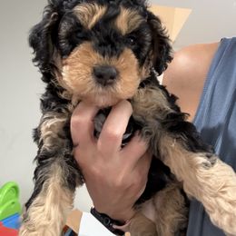 Red - Phantom female Bernedoodle puppy in Southampton, Pennsylvania from Pumpkin Patch Doodles