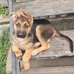 Sarge - Black and red male German Shepherd puppy in Jamesville, New York from Mark Carfagno's Pups