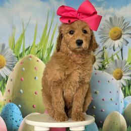 Wimberly's Pink Girl - Apricot female Goldendoodle puppy in Kountze, Texas from Texas Doodles LLC