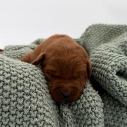 Boy 4 - Yellow male Labrador Retriever puppy in Burton, Michigan from Sunbrooke Acres