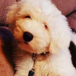 Old English Sheepdog Puppies from Island Bound Old English Sheepdogs